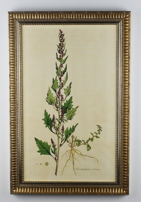 1777 Curtis Botanical Engravings  -tiger-lily-art-60034f8a-8f29-47be-82ba-65249bab0ecd-main-637817666412448649.jpeg