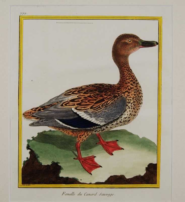 18Th Century Ducks - A Gallery Wall-tiger-lily-art-91b22353-624d-4fac-b588-3757c70319bc-main-637884661414248703.jpeg