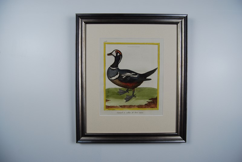 18Th Century Ducks - A Gallery Wall-tiger-lily-art-92918f0a-39d1-4576-89bd-598264ea8baf-main-637884661331435320.jpeg