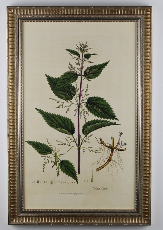 1777 Curtis Botanical Engravings  -tiger-lily-art-95788dda-7dfd-4be9-b8f4-b357560fcb6a-main-637817666513854139.jpeg