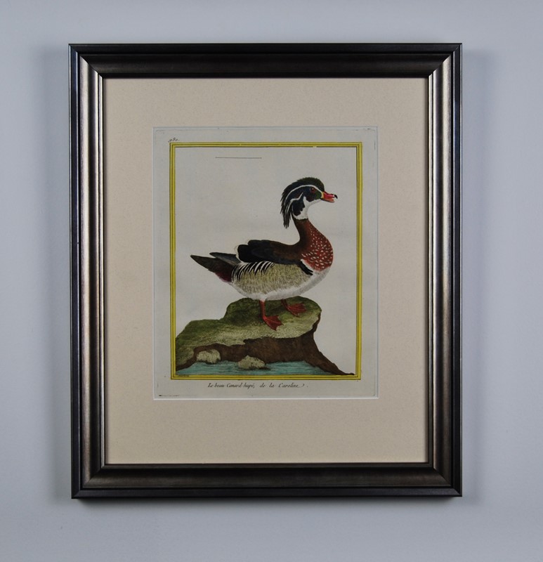 18Th Century Ducks - A Gallery Wall-tiger-lily-art-9dceb191-4e2c-4f65-9bf2-d8febdef7443-main-637884661309247607.jpeg