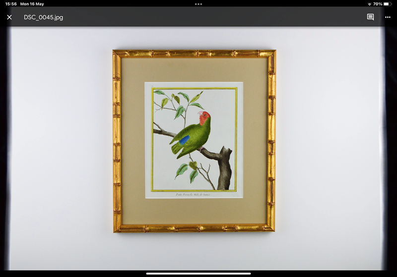 9 Martinet Parrots -tiger-lily-art-a88fdfb1-1708-488c-a505-49eda081ccb5-main-637885008122765307.png