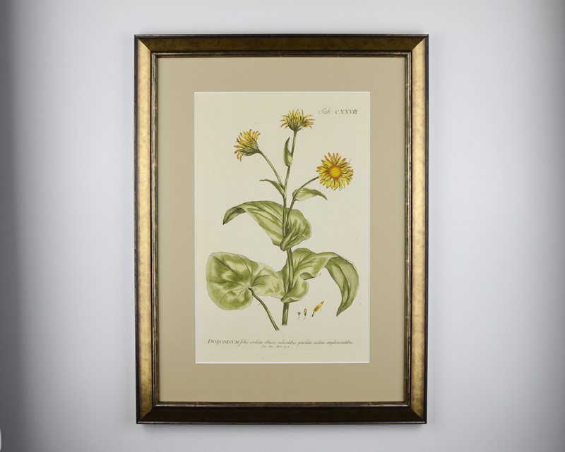 18Th Century Miller Engravings-tiger-lily-art-afterlightimage-12-main-637737328560369249.jpg