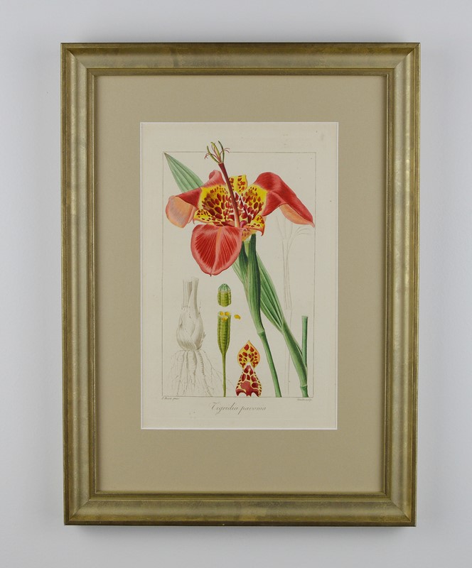 19th Century Botanical Engravings-tiger-lily-art-afterlightimage-12-main-637742537674041208.jpg