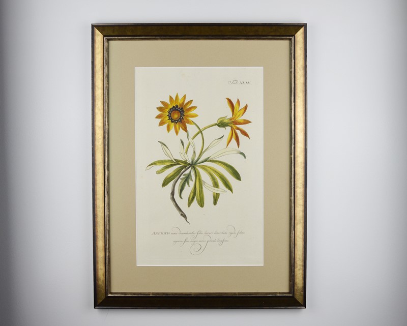 18Th Century Miller Engravings-tiger-lily-art-afterlightimage-2-main-637737328457244032.jpg
