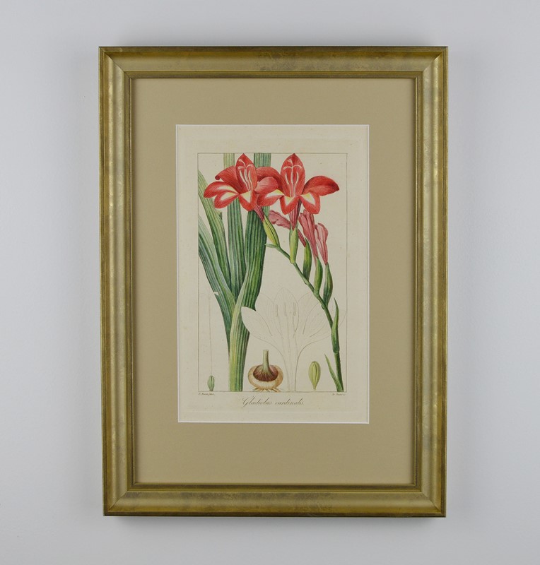 19th Century Botanical Engravings-tiger-lily-art-afterlightimage-2-main-637742538018102233.jpg