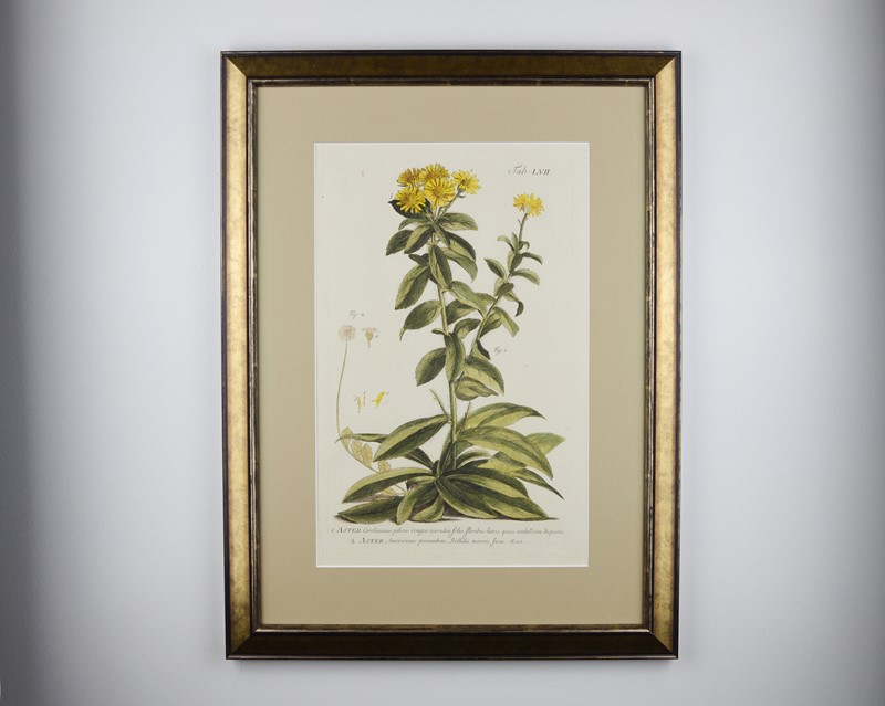 18Th Century Miller Engravings-tiger-lily-art-afterlightimage-3-main-637737328467244407.jpg