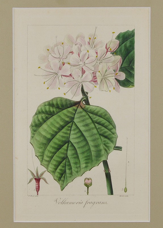19th Century Botanical Engravings-tiger-lily-art-afterlightimage-4-main-637742537652479280.jpg