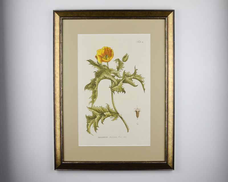 18Th Century Miller Engravings-tiger-lily-art-afterlightimage-5-main-637737328488025553.jpg