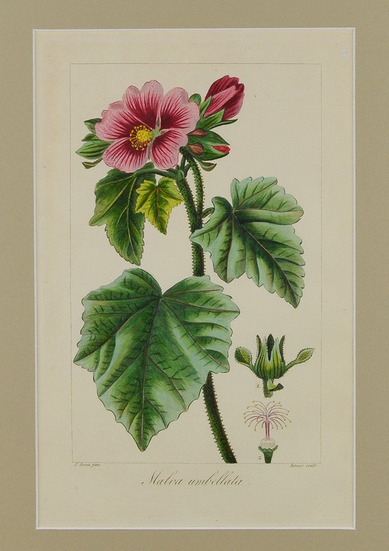 19th Century Botanical Engravings-tiger-lily-art-afterlightimage-5-main-637742537643260109.jpg
