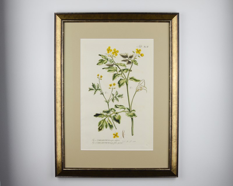 18Th Century Miller Engravings-tiger-lily-art-afterlightimage-6-main-637737328497868895.jpg