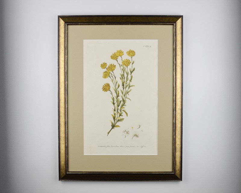 18Th Century Miller Engravings-tiger-lily-art-afterlightimage-8-main-637737328518337503.jpg