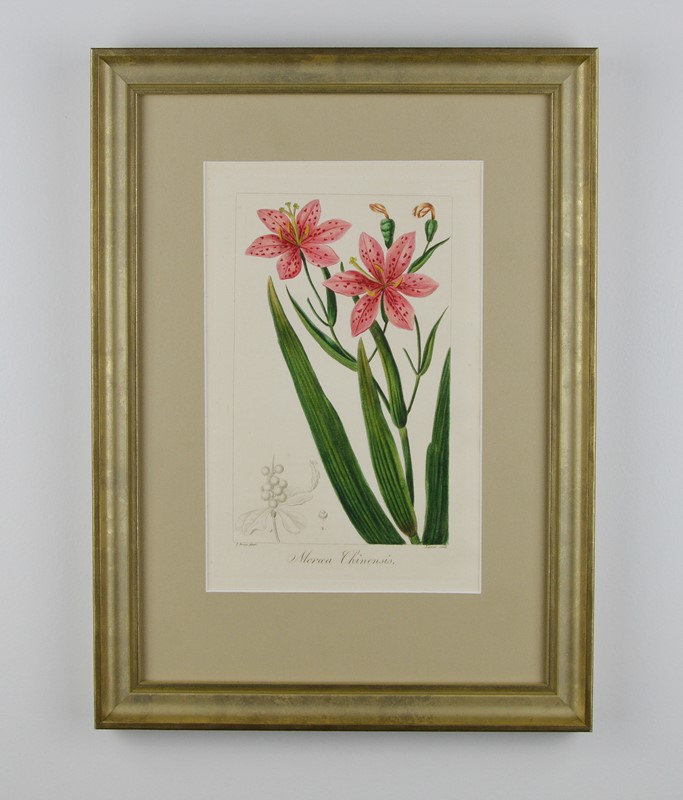 19th Century Botanical Engravings-tiger-lily-art-afterlightimage-8-main-637742538300444408.jpg