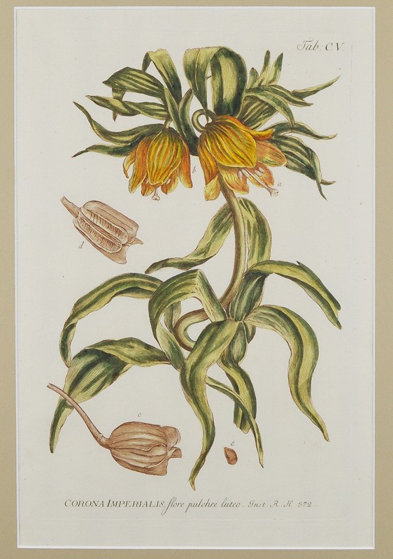 18Th Century Miller Engravings-tiger-lily-art-afterlightimage-9-main-637737328528806185.jpg