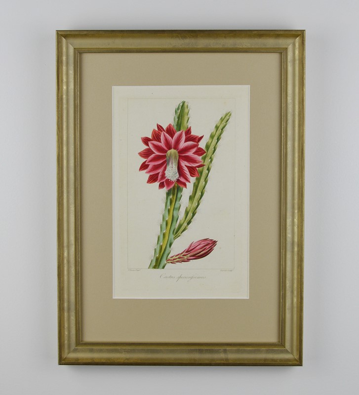 19th Century Botanical Engravings-tiger-lily-art-afterlightimage-9-main-637742537685291595.jpg