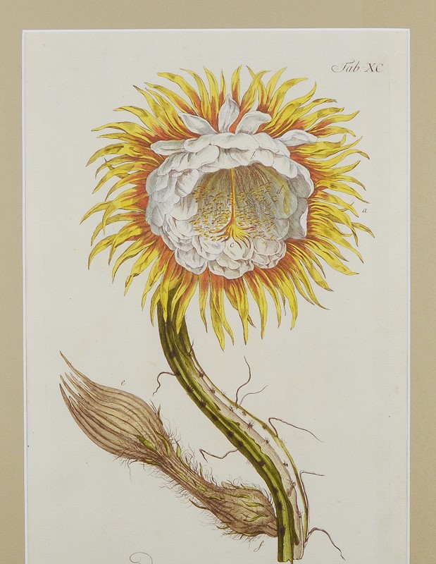 18Th Century Miller Engravings-tiger-lily-art-afterlightimage-main-637737328570368605.jpg