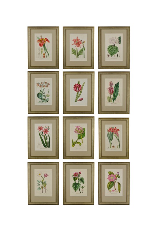 19th Century Botanical Engravings-tiger-lily-art-afterlightimage1-main-637742535881550873.JPG