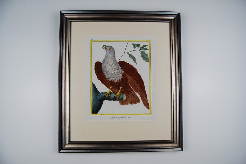 A Gallery Wall Of Birds Of Prey-tiger-lily-art-c5871102-877c-4bab-a2bc-64cc316651f0-main-637947689048402326.jpeg