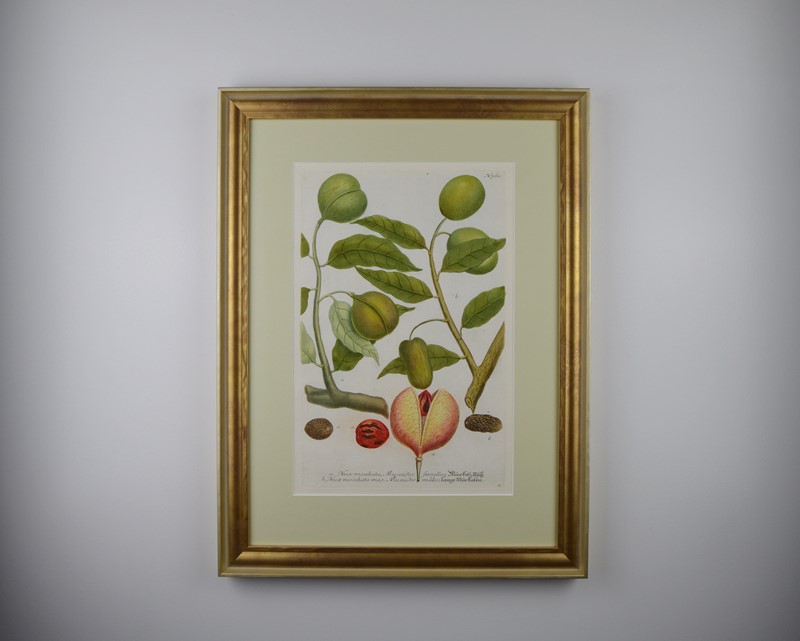 18Th Rare Fruit  Engravings By Weinmann -tiger-lily-art-copy-of-afterlightimage-10-main-637719717762287795.JPG