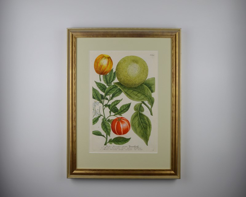 18Th Rare Fruit  Engravings By Weinmann -tiger-lily-art-copy-of-afterlightimage-11-main-637719717768225764.JPG