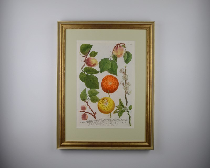 18Th Rare Fruit  Engravings By Weinmann -tiger-lily-art-copy-of-afterlightimage-12-main-637719717774163282.JPG