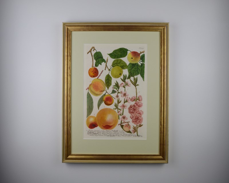 18Th Rare Fruit  Engravings By Weinmann -tiger-lily-art-copy-of-afterlightimage-13-main-637719717780569028.JPG