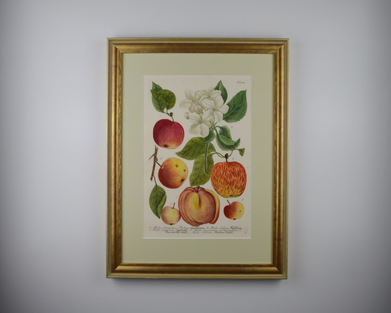 18Th Rare Fruit  Engravings By Weinmann -tiger-lily-art-copy-of-afterlightimage-14-main-637719718235878927.JPG