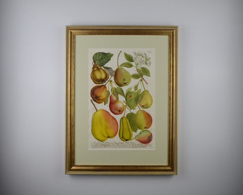 18Th Rare Fruit  Engravings By Weinmann -tiger-lily-art-copy-of-afterlightimage-15-main-637719718241973271.JPG
