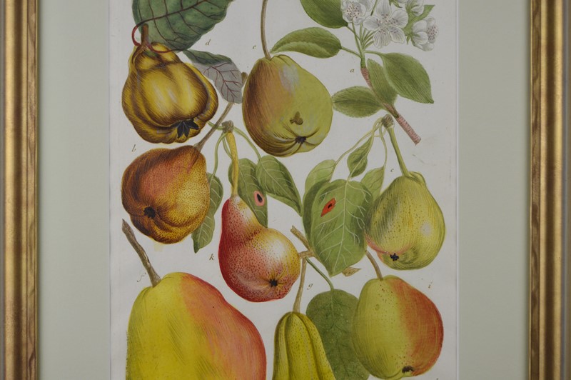 18Th Rare Fruit  Engravings By Weinmann -tiger-lily-art-copy-of-afterlightimage-16-main-637719718248066301.JPG