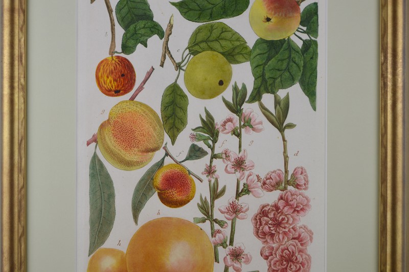 18Th Rare Fruit  Engravings By Weinmann -tiger-lily-art-copy-of-afterlightimage-17-main-637719718253696687.JPG