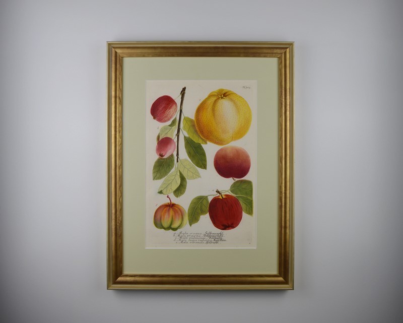 18Th Rare Fruit  Engravings By Weinmann -tiger-lily-art-copy-of-afterlightimage-7-main-637719717686975566.JPG