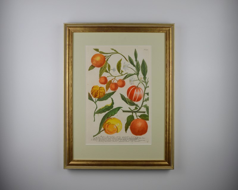 18Th Rare Fruit  Engravings By Weinmann -tiger-lily-art-copy-of-afterlightimage-8-1-main-637719717692600843.JPG