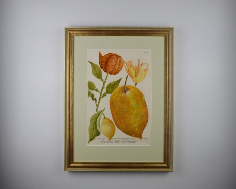 18Th Rare Fruit  Engravings By Weinmann -tiger-lily-art-copy-of-afterlightimage-9-main-637719717756507089.JPG