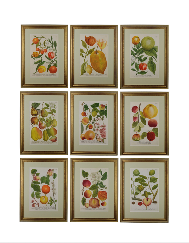 18Th Rare Fruit  Engravings By Weinmann -tiger-lily-art-copy-of-screenshot-2021-09-27-at-092806-main-637719717555257724.png