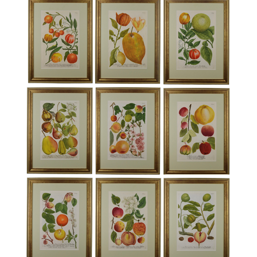 18Th Rare Fruit  Engravings By Weinmann 