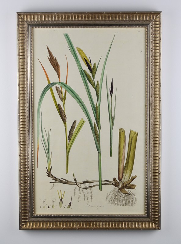 1777 Curtis Botanical Engravings  -tiger-lily-art-d5d522e5-42ee-4918-9008-134e8a7ab66c-main-637817666611978446.jpeg