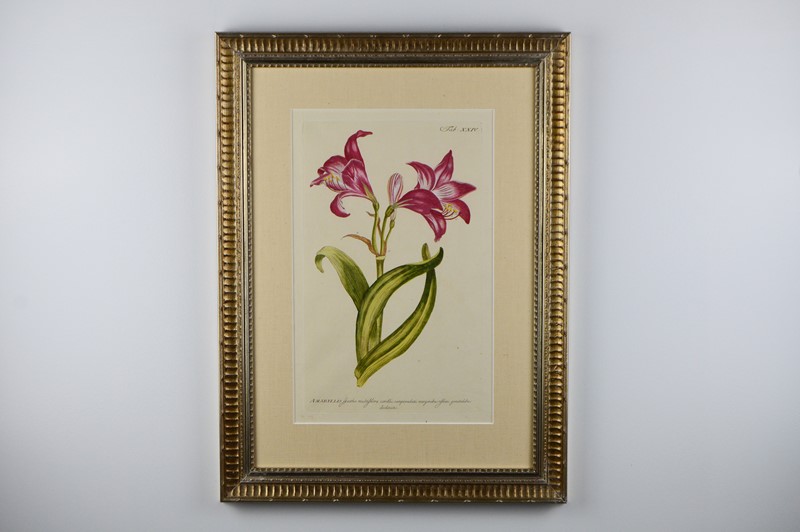 A Set of 3 Flowers by P. Miller -tiger-lily-art-dsc-0025-main-637725169813866931.jpg