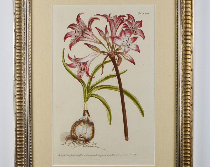 A Set Of 3 Flowers By P. Miller -tiger-lily-art-dsc-0030-main-637725169251524756.jpg