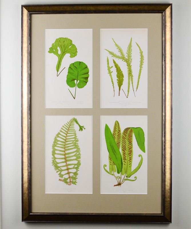 Ferns by E.J. Lowe -tiger-lily-art-dsc-0031-main-637724955683095178.jpg
