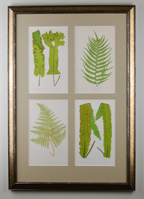Ferns by E.J. Lowe -tiger-lily-art-dsc-0036-main-637724956427467153.jpg