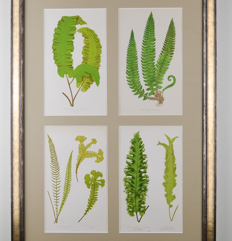 Ferns by E.J. Lowe -tiger-lily-art-dsc-0038-main-637724955496064980.jpg