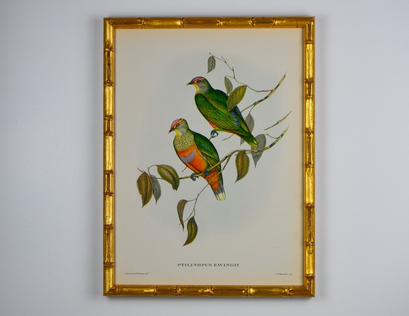 Colourful Set Of Exotic Birds -tiger-lily-art-dsc-0049-main-637749201816196328.jpg