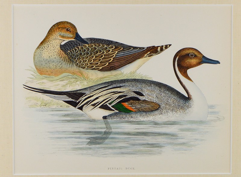 Twelve ducks by B.  Morris -tiger-lily-art-dsc-0057-main-637724980452529902.jpg