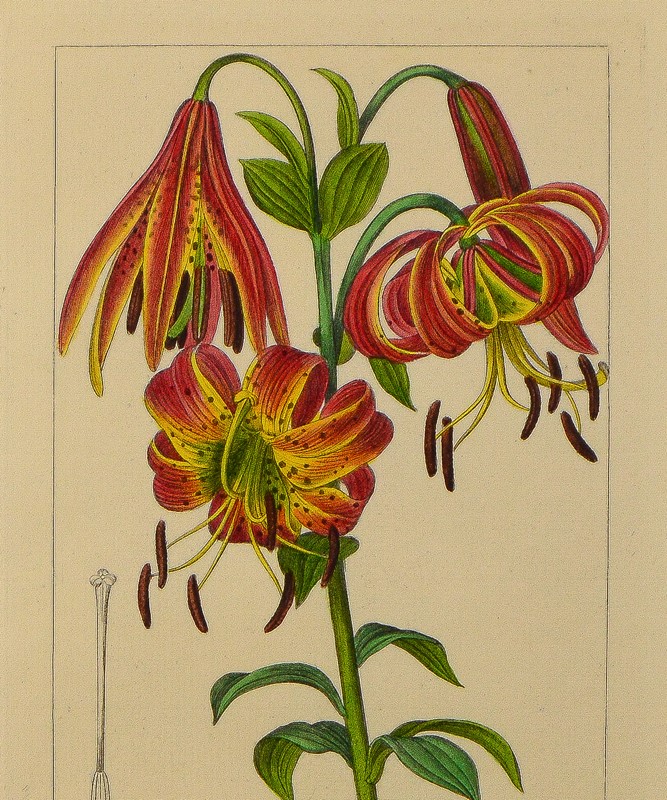 A set of 8 floral engravings by bessa-tiger-lily-art-dsc-0125-main-637724927115695803.jpg
