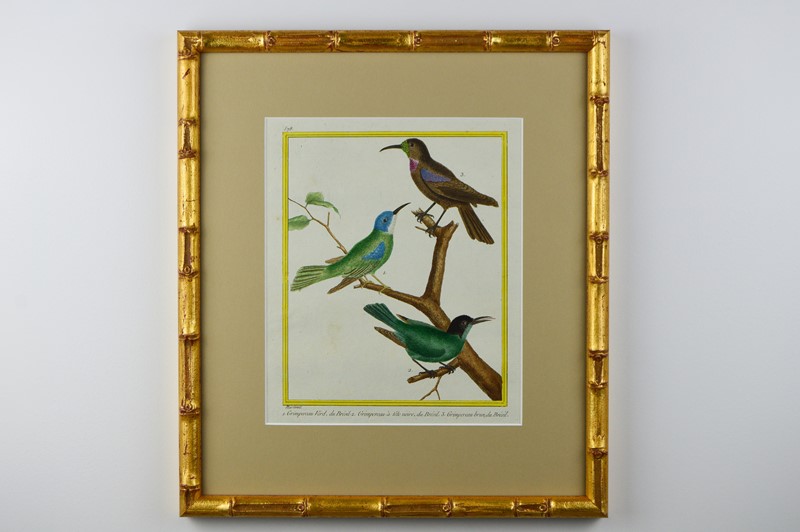 A Set of 12 Birds by F.N. Martinet -tiger-lily-art-dsc-0165-main-637725154216899074.JPG