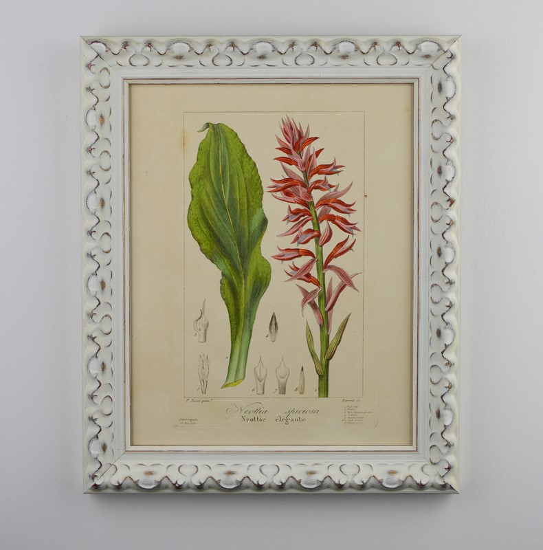 19th Century Bessa Botanicals-tiger-lily-art-dsc-0166-main-637737344234536296.jpg