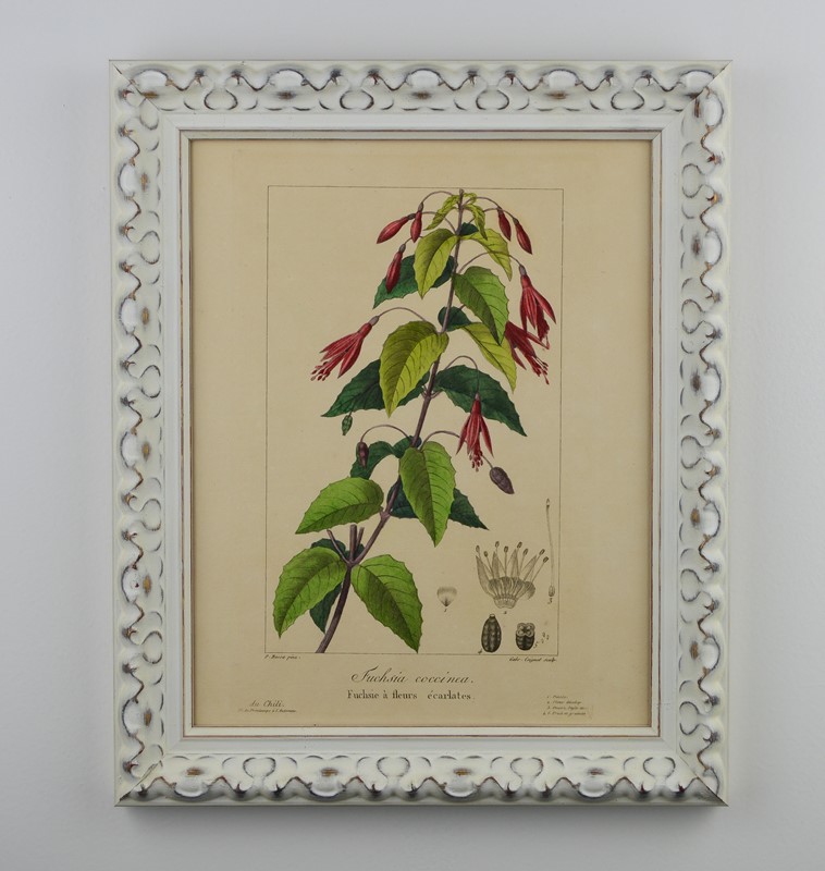 19Th Century Bessa Botanicals-tiger-lily-art-dsc-0168-main-637737344259692199.jpg