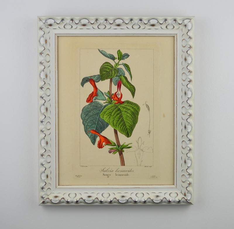 19th Century Bessa Botanicals-tiger-lily-art-dsc-0171-main-637737344296879245.jpg