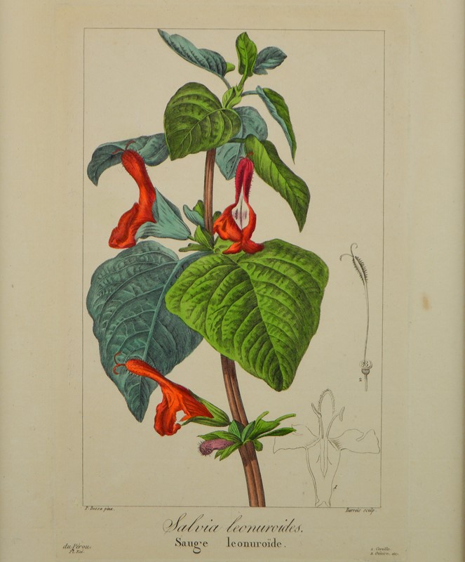 19th Century Bessa Botanicals-tiger-lily-art-dsc-0172-main-637737344309379215.jpg