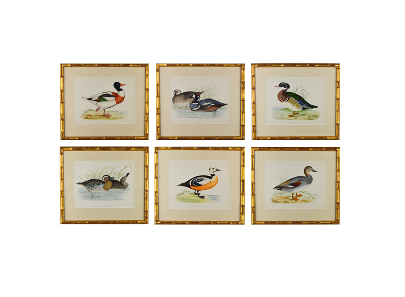 Twelve ducks by B.  Morris -tiger-lily-art-duck-2-correct-main-637724980490029767.png